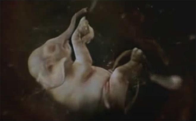 Ford Flexifuel Ad Shows Animals in Womb - Postkiwi