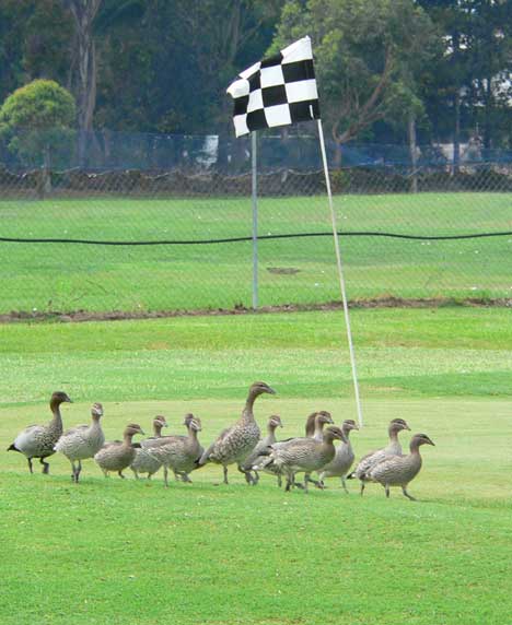 Golfing ducks