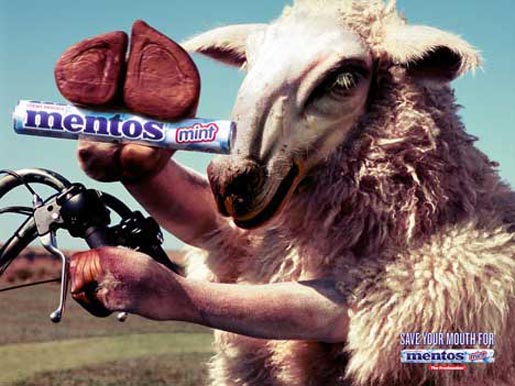 Triumphant sheep with Mentos