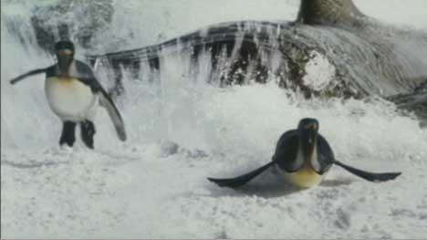 Penguins escape from an orca
