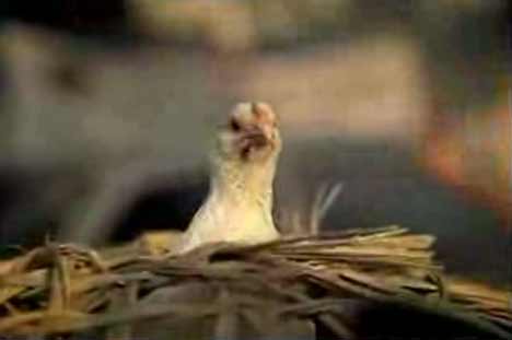 Chicken in Nike cricket ad