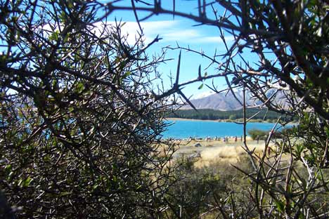 Lake Tekapo seen through matagouri thorns