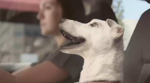 Volkswagen Polo Singing Dog