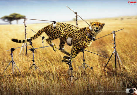 Cheetah in Canon Ixus print advertisement