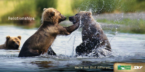 Bears fighting on Sky print advertisement