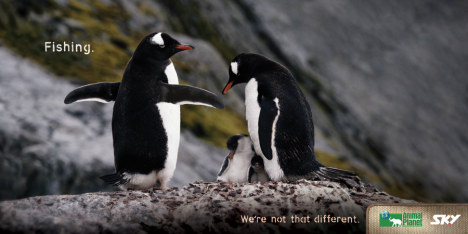 Penguins on Sky print advertisement