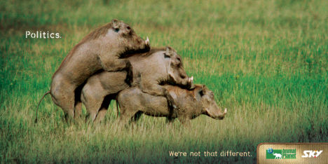 Warthogs fighting on Sky print advertisement