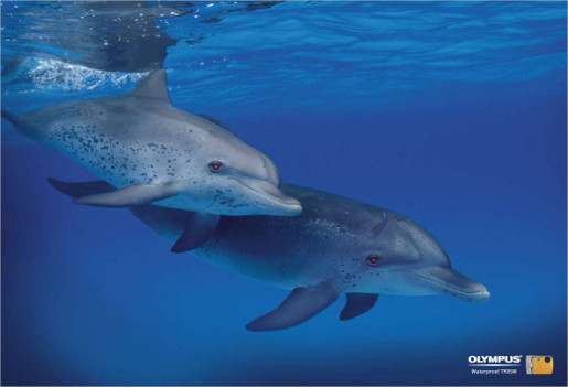 Red eyed dolphins in Olympus underwater camera print ad
