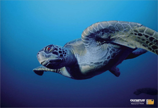 Red eyed turtle in Olympus underwater camera print ad