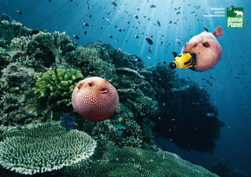 Animal Planet blowfish with camera