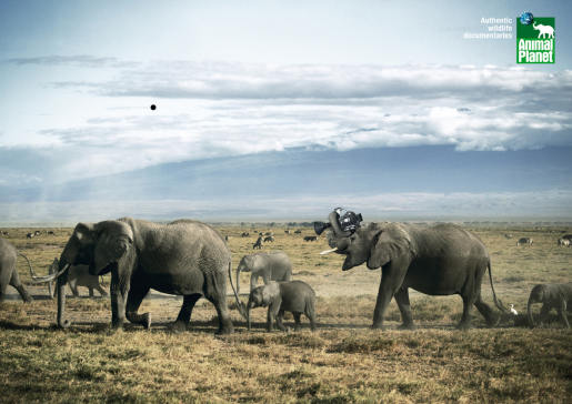 Animal Planet elephants with camera