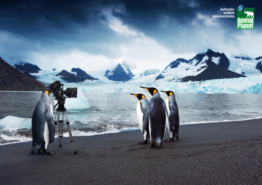 Animal Planet Penguins with camera