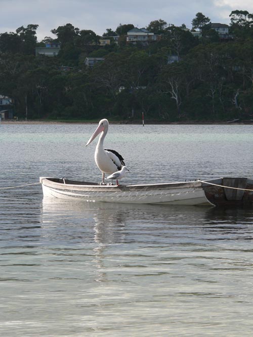 Merimbula Pelican and Gull in Boat