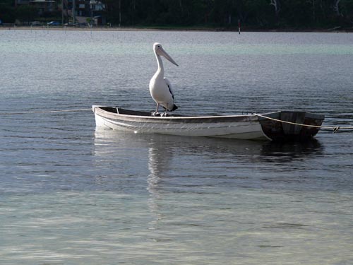 Merimbula Pelican