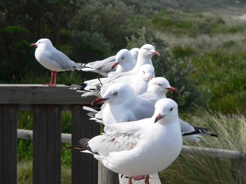 Merimbula Seagulls