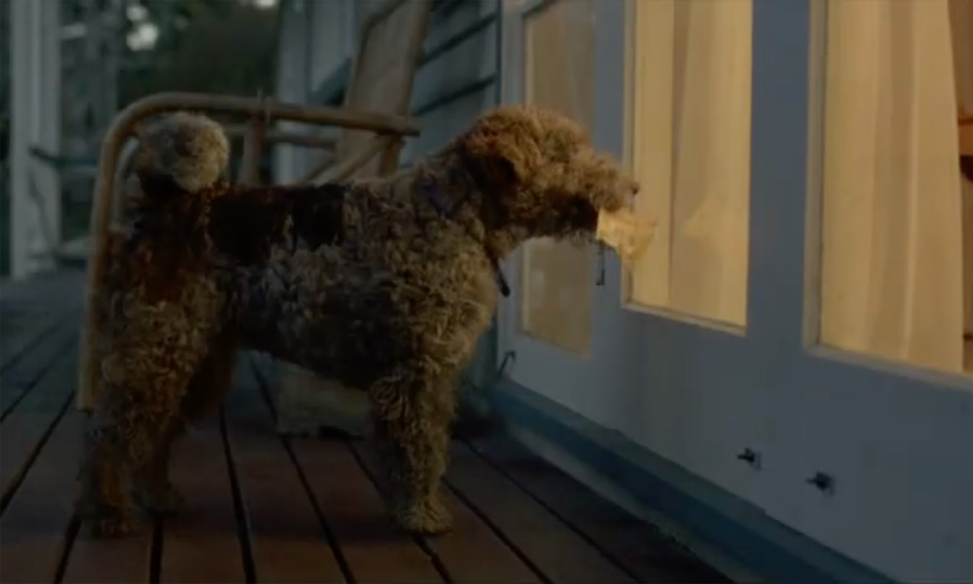Lucky dog with Powerball ticket in NZ Lotteries television commercial